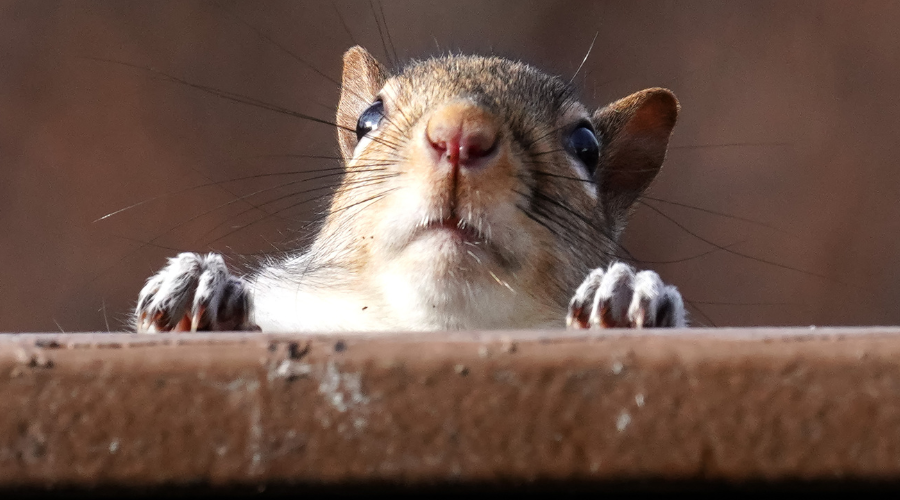 Downspout Rodent Guards: Keep Pests at Bay