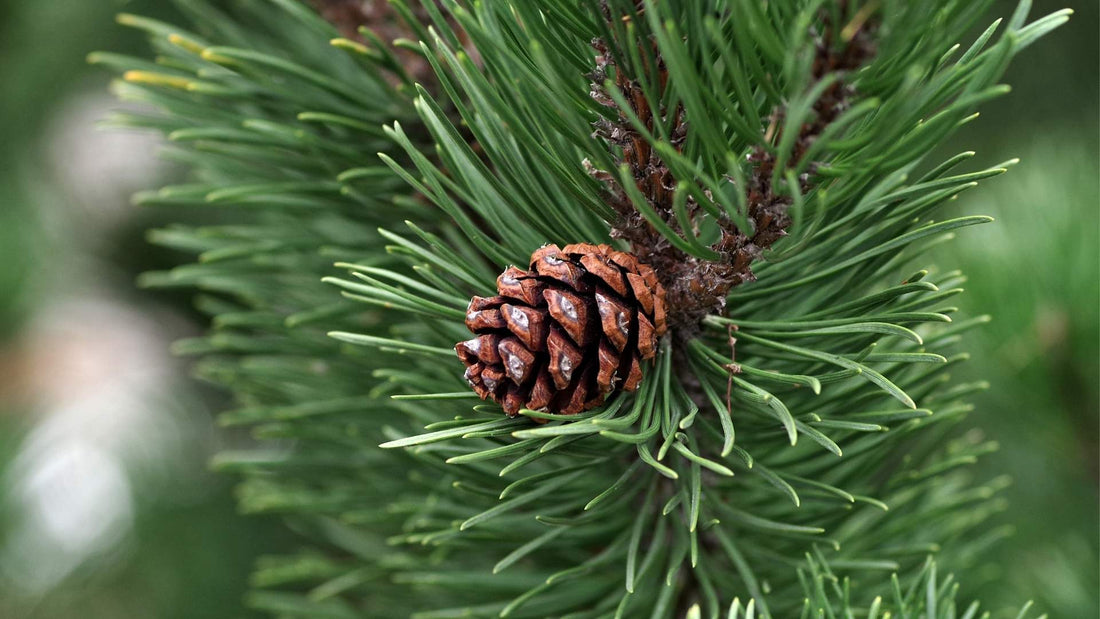 pine needles and a pine cone