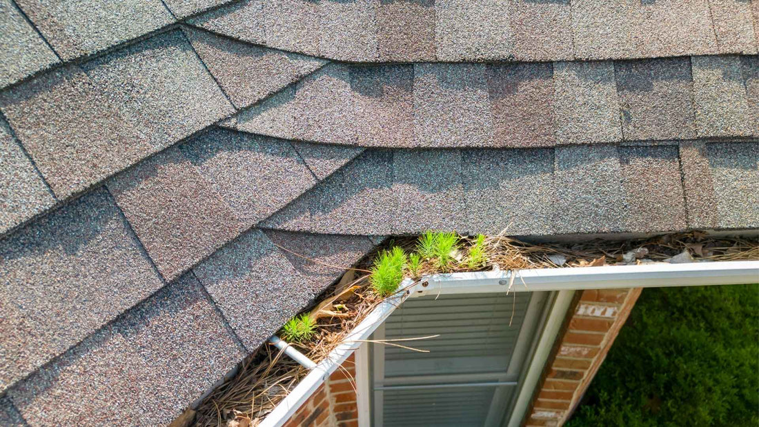 gutter clogged with leaves causing rain gutter water damage