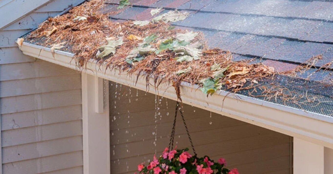 Gutter Screen Covered With Leaves and Pine Needles. Water overflowing past gutter